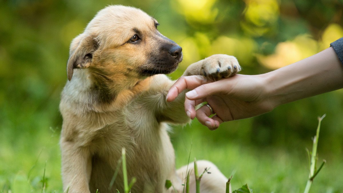 Guia Completo de Treinamento para Cães: Dicas Essenciais