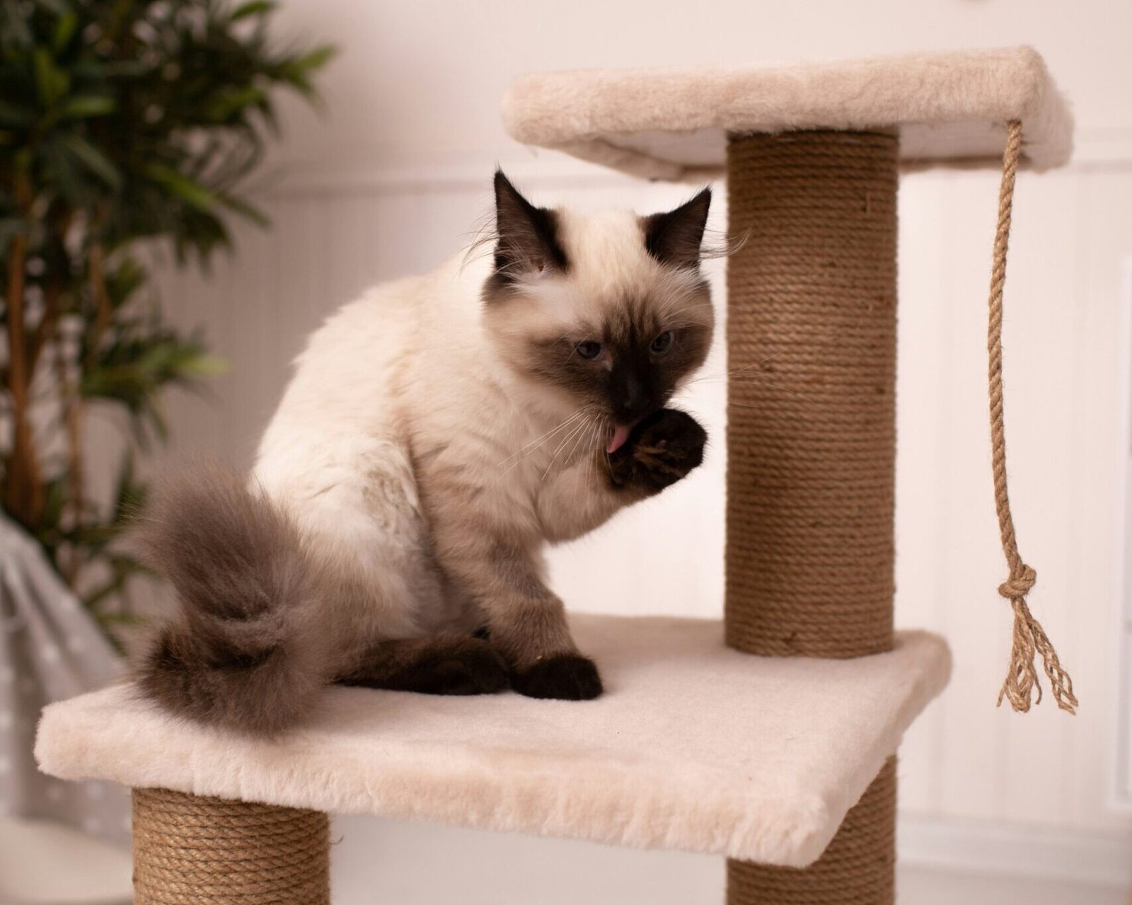 a cat sitting on top of a cat tree