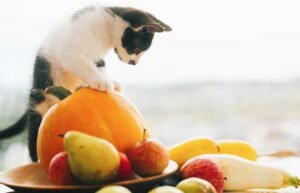 alimentos-para-gatos-3-300x193 Frutas que podem ser dadas aos gatos sem riscos