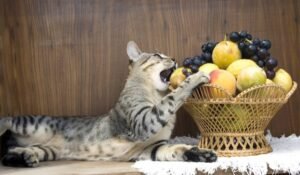 alimentos-para-gatos-300x175 Frutas que podem ser dadas aos gatos sem riscos