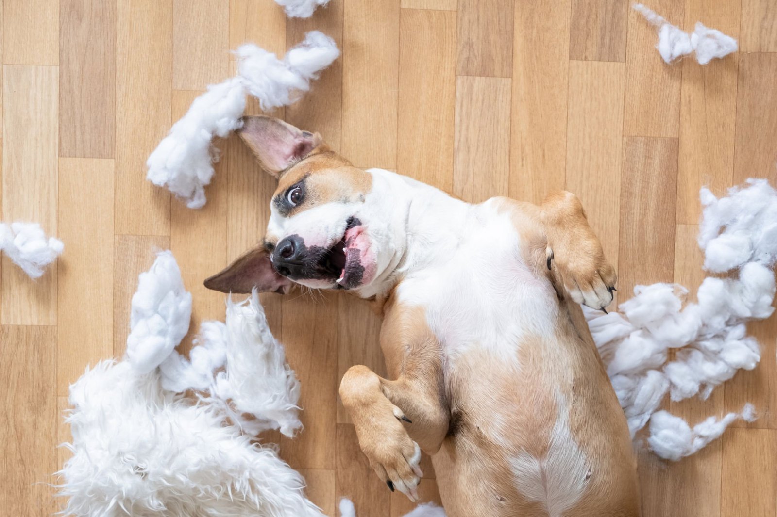 Pets Seguros: Itens de Primeiros Socorros Essenciais em Casa