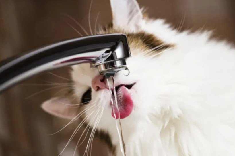 Água Limpa é Essencial para a Saúde dos Pets, Não Descuide