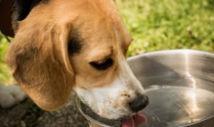 bebendo-agua2-300x179 Água limpa é essencial para a saúde dos pets não descuide