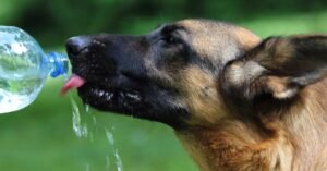 bebendo-agua3-300x157 Água limpa é essencial para a saúde dos pets não descuide