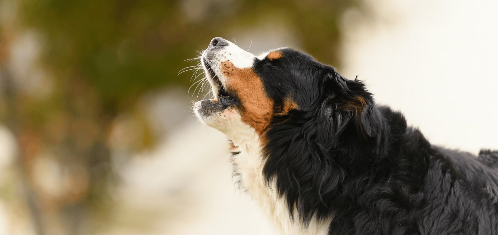 Métodos naturais para reduzir latidos excessivos em cães