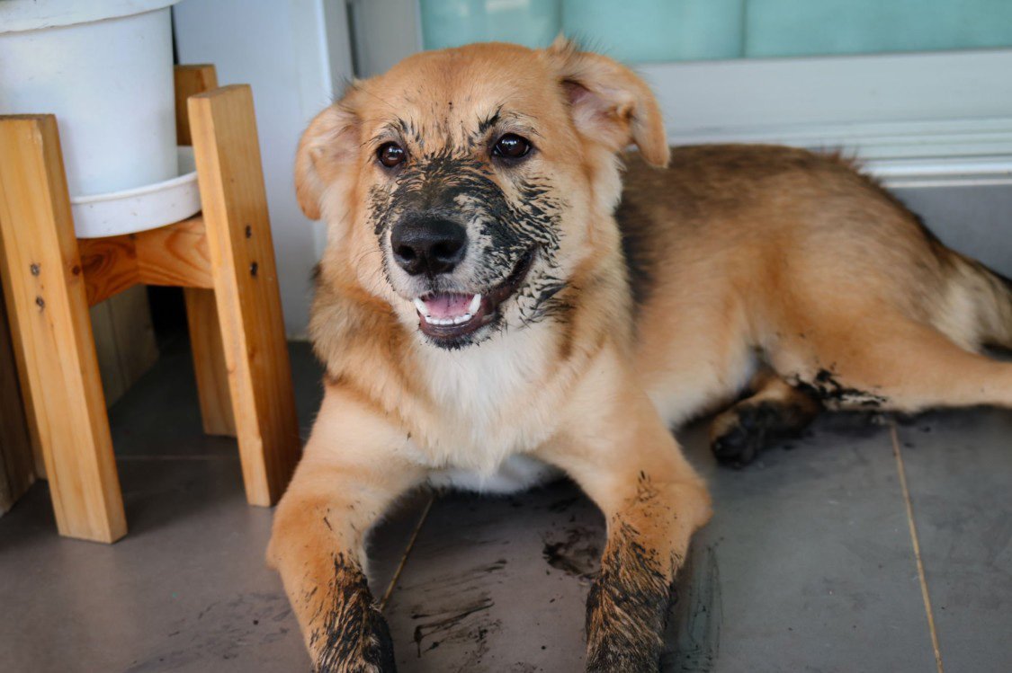 Pets destruindo seu jardim? Saiba como evitar danos