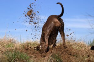 cavando-300x198 Pets destruindo  seu jardim, como evitar a destruição