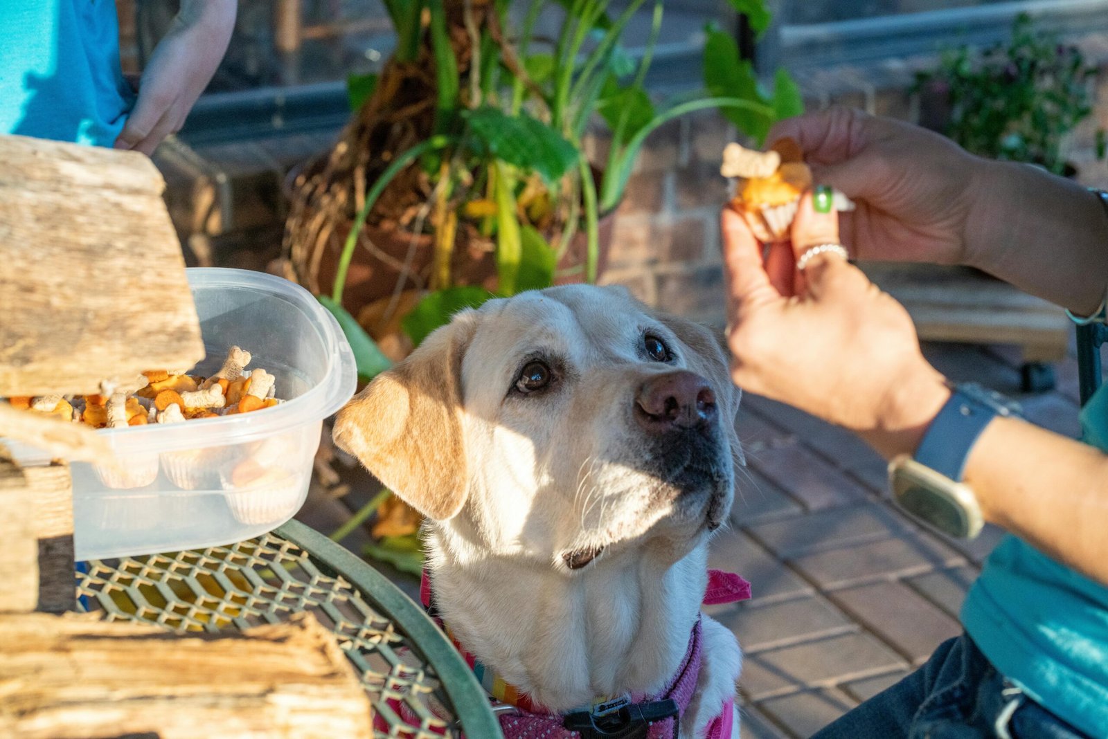 Métodos naturais para reduzir latidos excessivos em cães