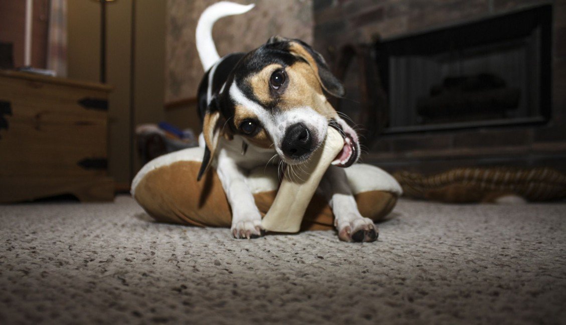 Corrigir Comportamentos Indesejados do Seu Cão sem Punição