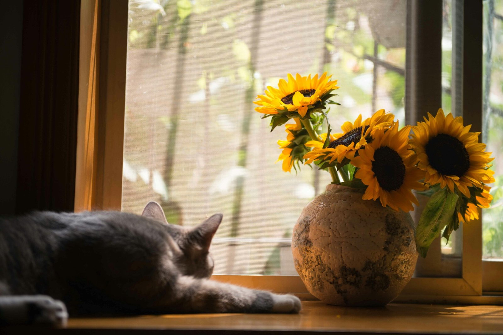 Produtos Essenciais Para Manter Seu Gato Seguro em Casa