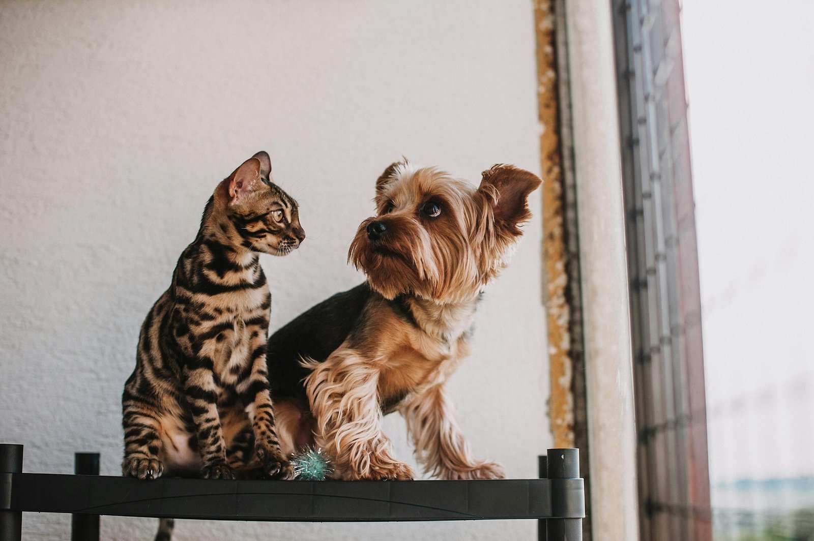 Pets Vivendo em Harmonia e Sem Estresse: Saiba Como