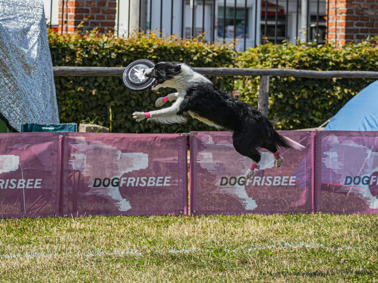 Competição Canina de obediência como prepara-lo?