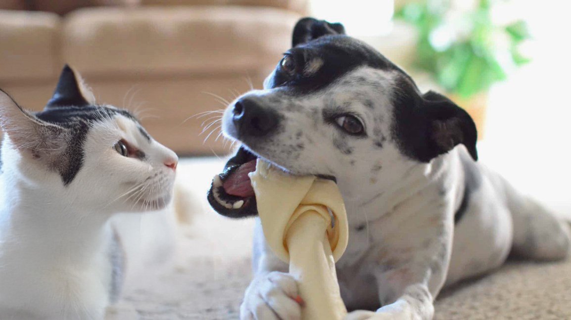 Osso de Couro Caseiro Para Seu Cão - Saiba Como Fazer