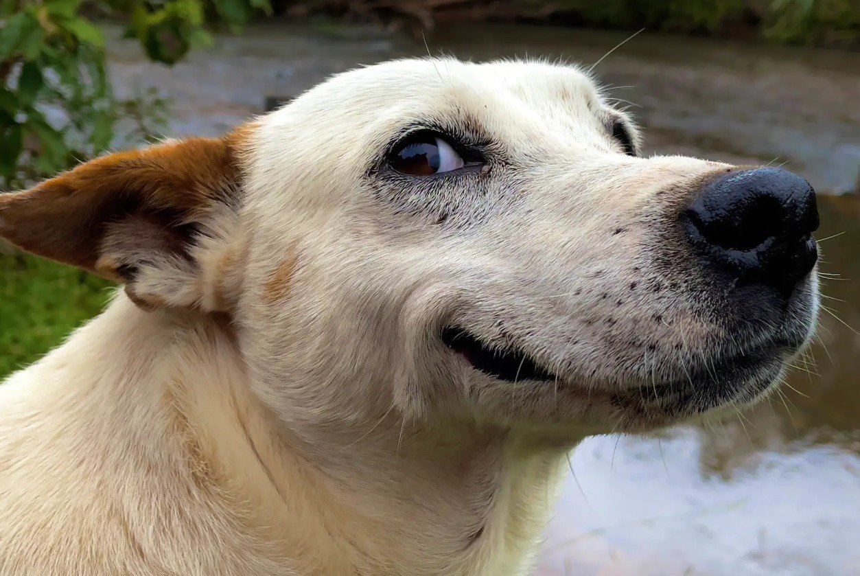 Suplementos naturais que todo dono de cachorro deve conhecer