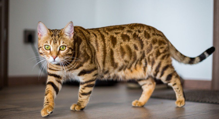 Transporte seu gato com segurança sem assusta-lo