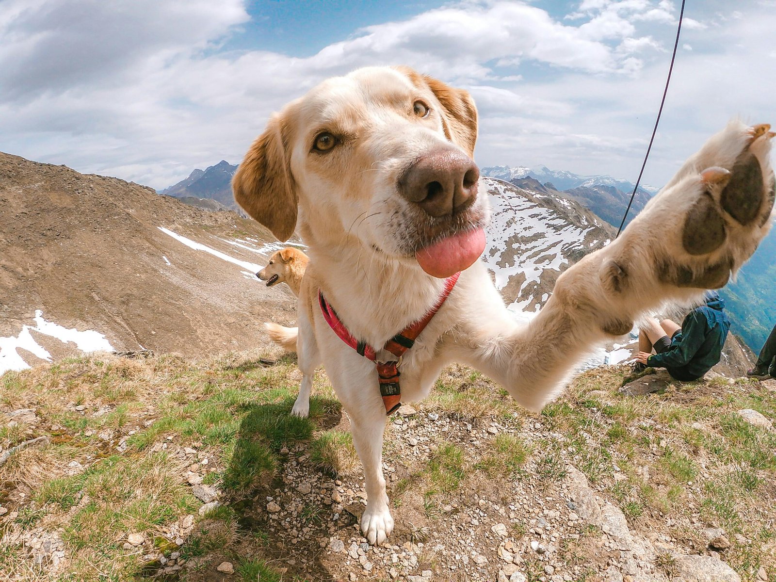 Truques divertidos que seu cão pode aprender fácil