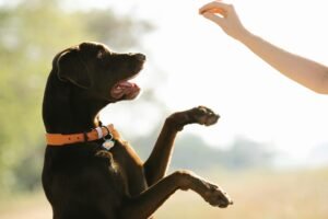 truques-caninos-2-300x200 Truques divertidos que seu cão pode aprender fácil