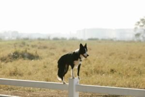 truques-caninos-3-300x200 Truques divertidos que seu cão pode aprender fácil